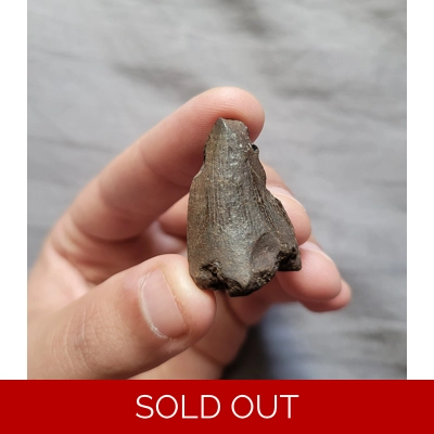 RARE MOSASAURUS DINOSAUR AGE REPTILE TOOTH FOSSIL FROM THE CAROLINAS RARE MOSASAURUS DINOSAUR AGE REPTILE TOOTH FOSSIL FROM THE CAROLINAS